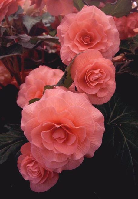 B. ‘Annette’
